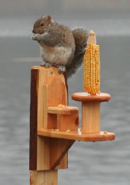 squirrel feeder white cedar